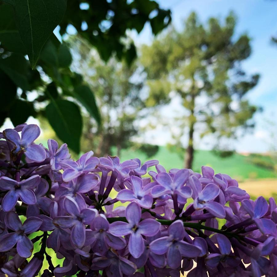 Naturaverde Country House Senigallia Bagian luar foto